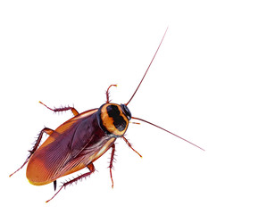 close-up cockroach isolated on white background