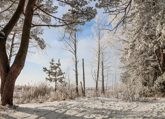 Fototapeta premium beautiful snowy winter landscape