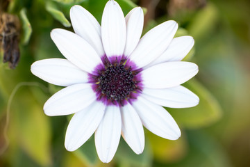 Macro photograph of a daisy in the garden
