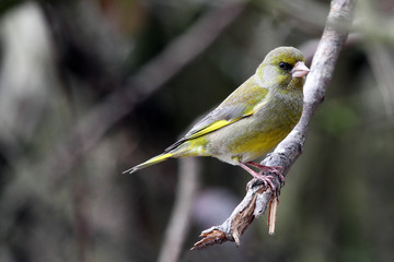 greenfinch sat on branch