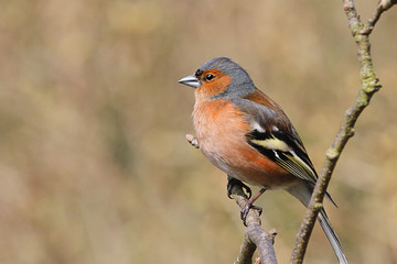 male chaffinch sat on branch