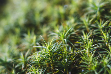 Green moss in mountain forest, close up texture.