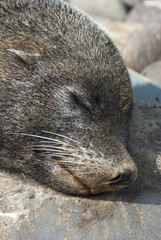 Seal Head Close Up