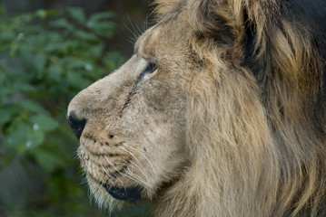 Lion's Head side on