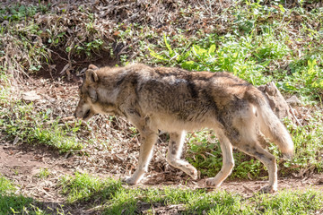 Grey Wolf (Canis lupus) in the nature