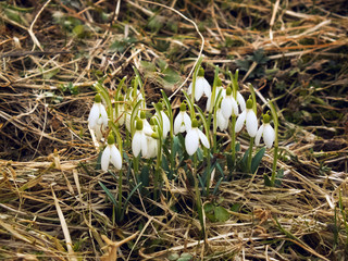 Snowdrop spring flowers. Delicate Snowdrop flower is one of the spring symbols telling us winter is leaving and we have warmer times ahead. Fresh green well complementing the white Snowdrop blossoms.