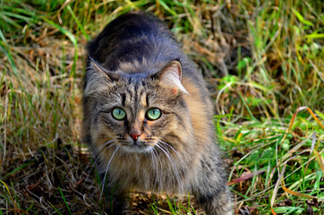 Naklejka na ściany i meble Portrait curious scottish Wild cat (Felis Silvestris Grampia) hunting in forest. Three-colored wild cat with big green blue eyes. Beautiful tortoise wild cat looking interested. Close-up of wild cat.