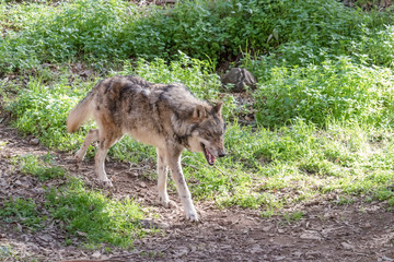 Naklejka na ściany i meble Grey Wolf (Canis lupus) in the nature