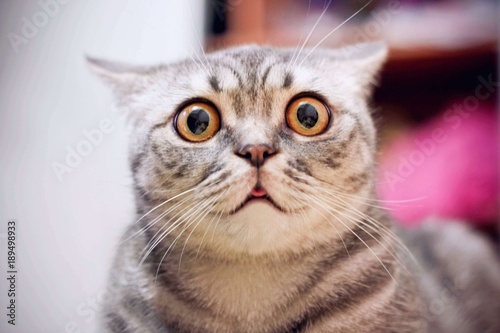 Young Crazy Surprised Cat Make Big Eyes Closeup American