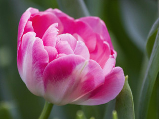 Close up pink tulip in beautiful field. Bulbous field pink tulips close up of bright flower. Pink tulip close up with selective focus and shallow depth. Spring blurred background pink tulip close up.