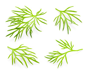 Dill. Fresh dill isolated.