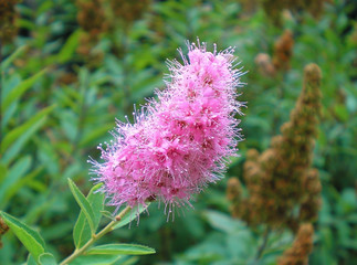 Branch of spirea or spiraea. Blooming spirea billardii by pink small flowers. Spirea shrub wallpaper. The blossoming bush of a spirea Japanese growing in a summer garden.