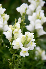White Snapdragon or Antirrhinum. Close up snap dragon flower in garden as clorful background or card. Snapdragon has been known since antiquity. Lovely Snapdragons Plant flowers at a botanical garden.