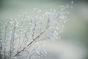 Frozen branch covered with a hoar-frost. Frozen Branch covered with ice and snow after a icy rain. Photographed close-up in winter on blurred background. Beautiful frozen bush branch. Frosty january.