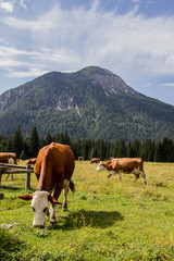 Fototapeta na wymiar La mucca e la montagna