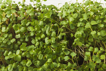 Organic growing micro greens closeup