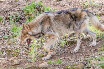 Grey Wolf (Canis lupus) in the nature