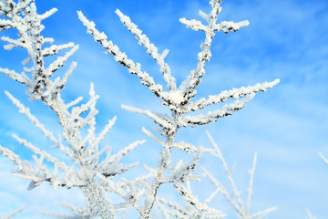 морозная зима 