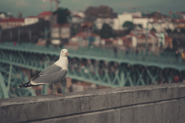 Seagull Porto Portugal