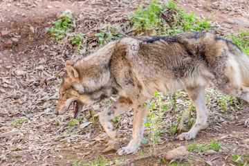 Grey Wolf (Canis lupus) in the nature