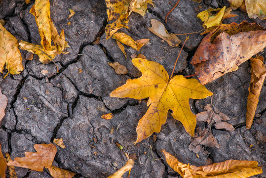 Abstract, blurry image of first colored autumn leaves of a maple tree fallen on dry broken dirt land. Beautiful, colorful, golden autumn background