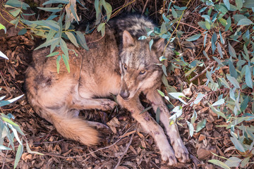 Grey Wolf (Canis lupus) in the nature