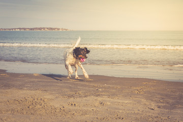 English setter playing on the beach