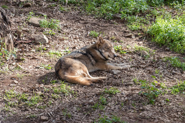 Grey Wolf (Canis lupus) in the nature