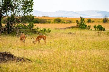 Naklejka na ściany i meble Impalas grazing in Maasai Mara Park in North West Kenya