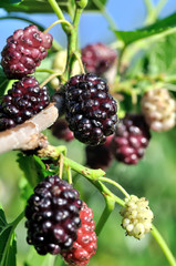 close-up of the ripening  black mulberry on tree, vertical composition