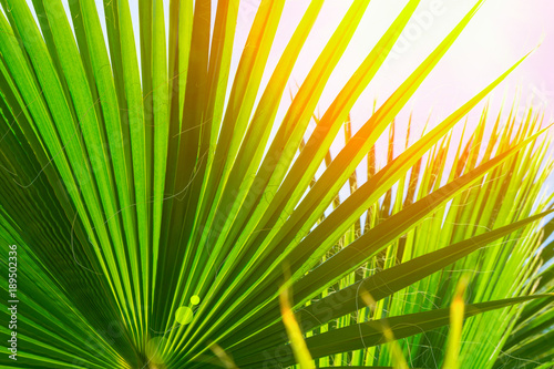 Natural Pattern From Large Round Spiky Palm Tree Leaves On Clear Natural Pattern From Large Round Spiky Palm Tree Leaves On Clear Blue Sky Background Golden