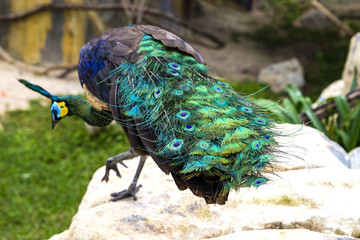 Obraz premium close up tail of beautiful peacock with stones and green plants on the background