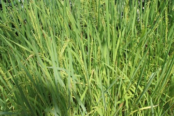 culture du riz
