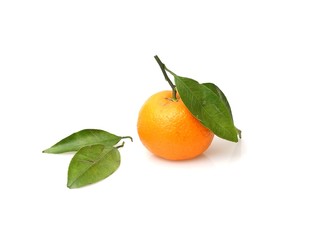 Mandarins with fresh green sprig isolated on white background