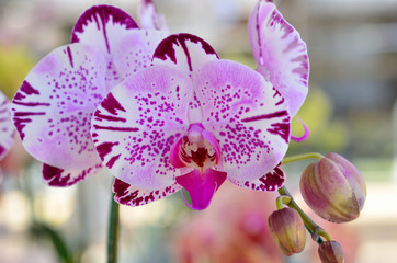 farland orchid