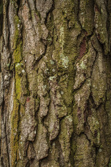 Unique pine tree skin color and texture background