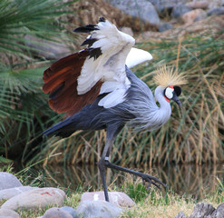 crowned crane © Rod