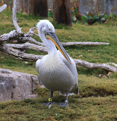 pelican sitting