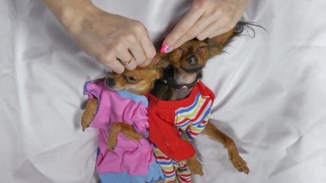 Newborn puppy sleeping. Adult dogs Toy Terrier in sliders. Shooting on white background. Dogs are very funny.