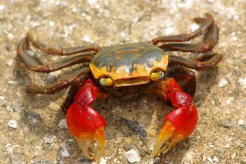 crab