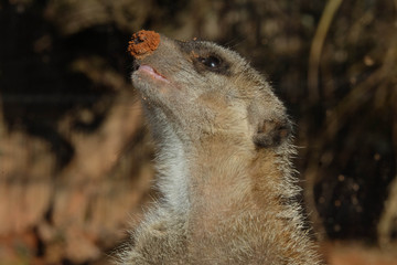 Erdmännchen mit dreckiger Nase