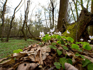 Szczawik zajęczy kwitnący na pniach martwego drzewa w rezerwacie