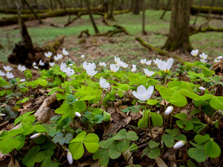 Szczawik zajęczy kwitnący na pniach martwego drzewa w rezerwacie