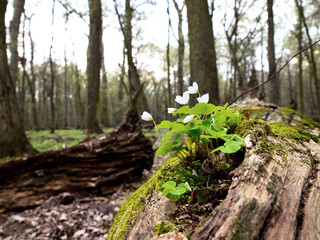 Szczawik zajęczy kwitnący na pniach martwego drzewa w rezerwacie © JDziedzic