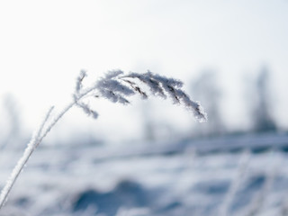 The frozen stalks of grass in snow and frost