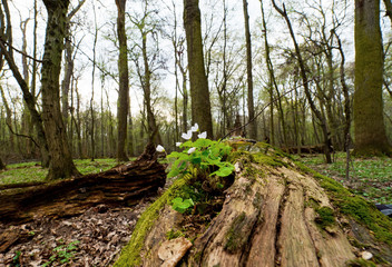 Szczawik zajęczy kwitnący na pniach martwego drzewa w rezerwacie © JDziedzic
