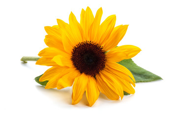 Obraz premium Sunflower with leaves.