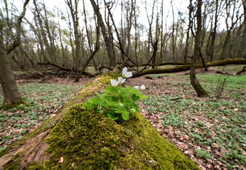 Szczawik zajęczy kwitnący na pniach martwego drzewa w rezerwacie © JDziedzic