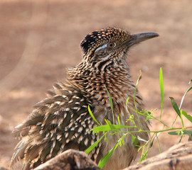 road runner profile