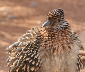 Road Runner bird